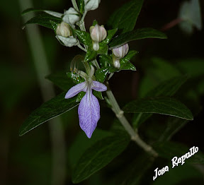 Flores de la Subbetica 066.JPG