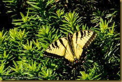 Tiger Swallowtail