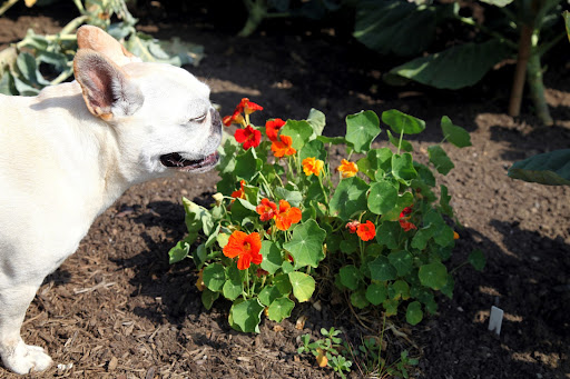 For example, these bright flowers are nasturtiums.  They make a lovely garnish for salads and they taste sort of peppery, like watercress.