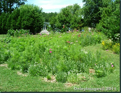 meadow overview0623 (3)