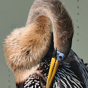 Anhinga