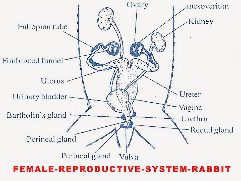 [Female-reproductive-system-rabbit%255B2%255D.jpg]