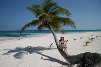 Palm tree