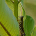 P1090377