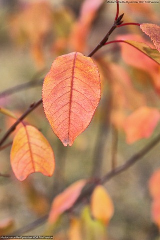 love fall colors