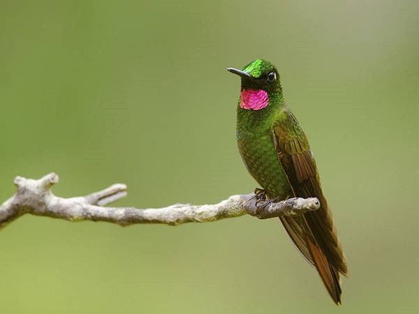 2- Beija-flor-rubi 2- Beija-flor-rubi