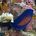 Two-spined Angelfish - Photo (c) 104623964081378888743, some rights reserved (CC BY-NC-SA)