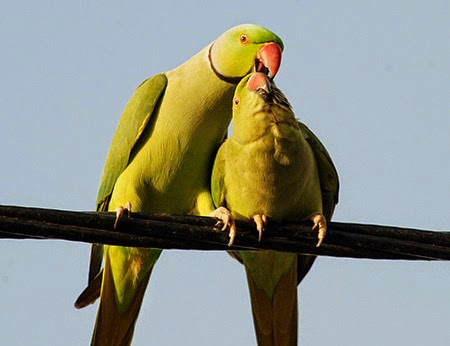 pappagalli pappagalli in amore