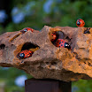 Agujeros y coccinellidae