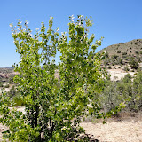 Fraxinus anomala (Single Leaf Ash)