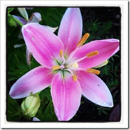 pink lily