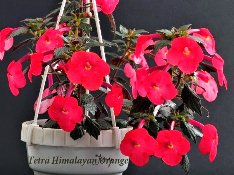 [Achimenes%2520Tetra%2520Himalayan%2520Orange%25201%255B3%255D.jpg]