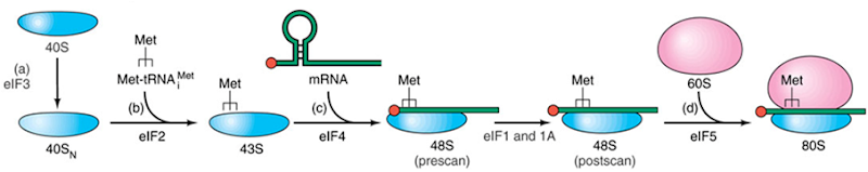 Eukaryotic initiation 