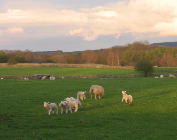 [cropped%2520lambs%255B4%255D.jpg]