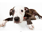Another cute shot of Jamis/Seamus!
...waiting to be adopted at The Humane Society of New York.
See link at end of blog post for more details.
Photo by Richard Phibbs. Another cute shot of Jamis/Seamus!
...waiting to be adopted at The Humane Society of New York.
See link at end of blog post for more details.
Photo by Richard Phibbs.