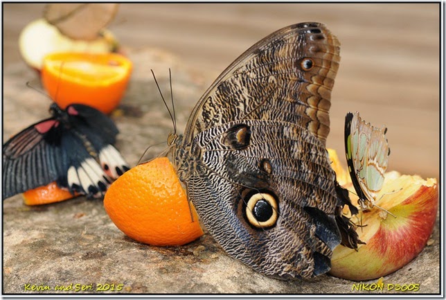 Stratford Butterfly Farm- March