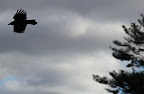I've heard folks say that crows are a bad omen of things to come.
