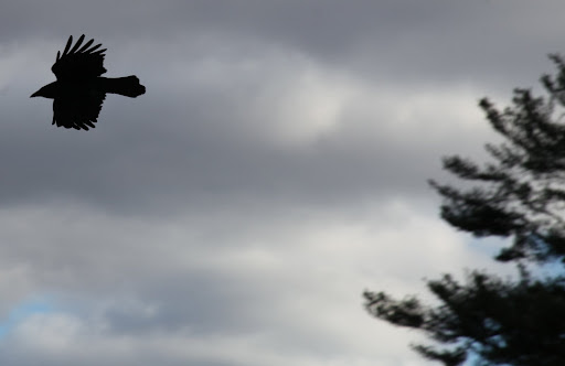 I've heard folks say that crows are a bad omen of things to come.