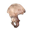 Os_coxae_left_female.jpg