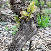 mosel_konstanz_trier 09.05.2013 10-15-09.JPG