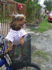 Rosa from Malaysia sends this photo of her Christmas morning bike ride with Sparkle, her 5 year old silky terrier.