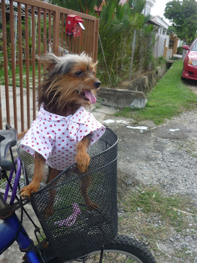 Rosa from Malaysia sends this photo of her Christmas morning bike ride with Sparkle, her 5 year old silky terrier.