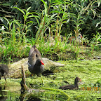 IMG_0938.JPG