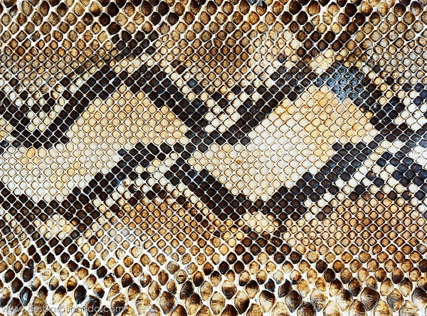 natureze-nature-padrao-pattern-desbaratinando (15) natureze-nature-padrao-pattern-desbaratinando (15)
