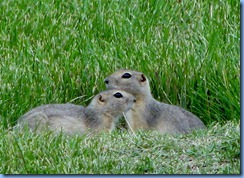0826 Alberta Calgary - ground squirrels in field beside our hotel