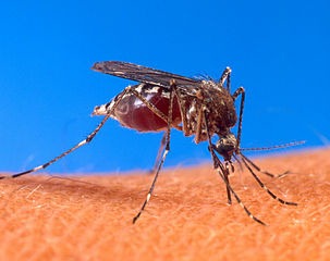 [Aedes_aegypti_biting_human3.jpg]
