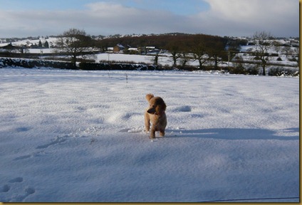 snow again8