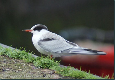 14 Common-Tern-2-Dunbar