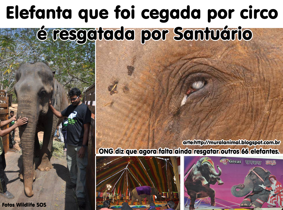 [efefanta_cega_circo%255B3%255D.png]