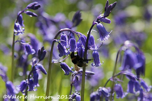[bumblebee-on-bluebells%255B2%255D.jpg]