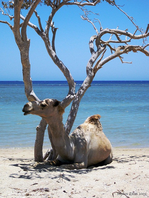 [camel-on-the-beach25.jpg]