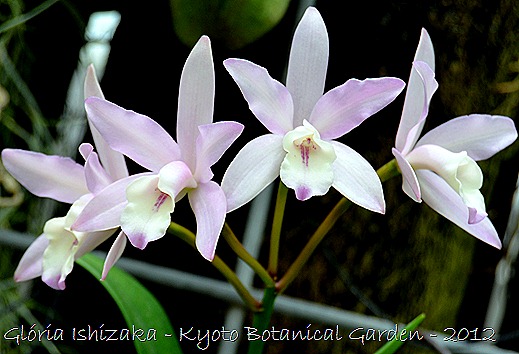 Glória Ishizaka -   Kyoto Botanical Garden 2012 - 26