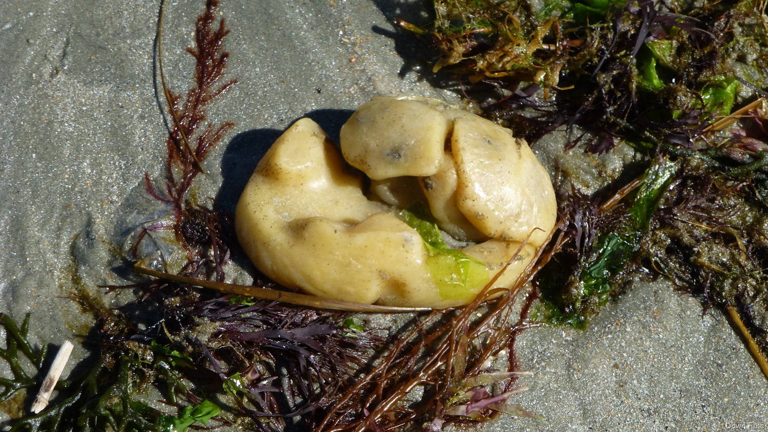 [Beach-Debris-North-beach_0493.jpg]