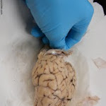 brain_of_sheep.JPG