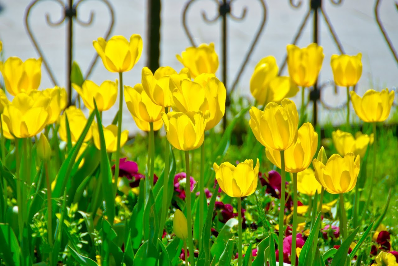 Tulips in Istanbul