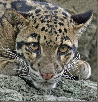 Amazing Animal Pictures Clouded Leopard (7)