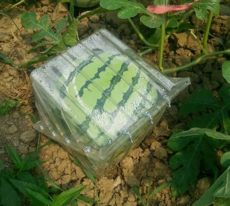 :  fruit-mould-1%255B