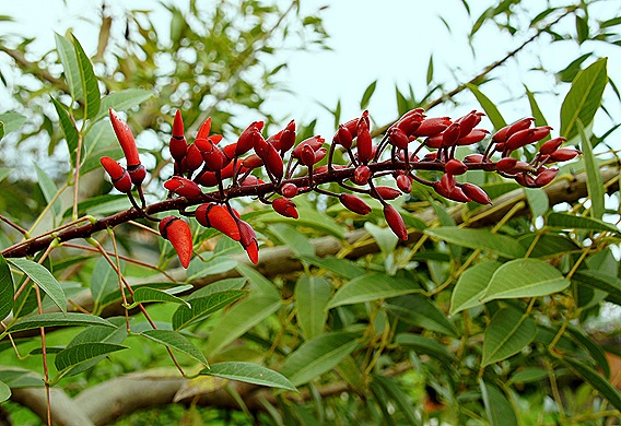 flor vermelha - Gloria Ishizaka