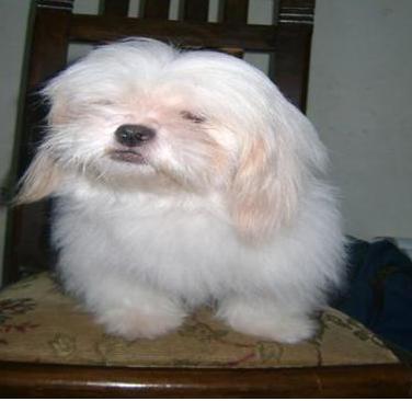 momo perdido.JPG
