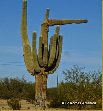 cactus  point