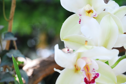 I adored the creamy look of these orchids.