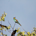 IMG_6077.JPG