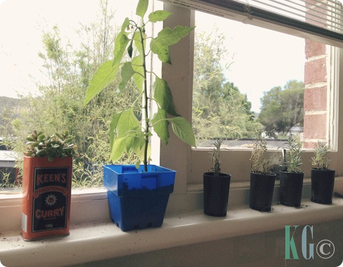 Indoor kitchen garden, lavender, chilli, succulent, curry, tin, thyme, rosemary