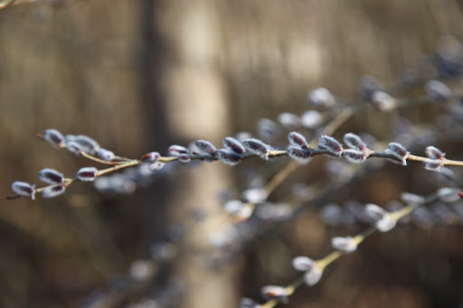 As with all willows, pussy willows require full-sun and lots of water to grow well, and that is why Martha chose the sunny wetlands for her grove.