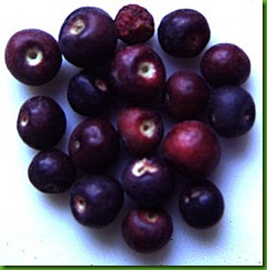 Phalsa