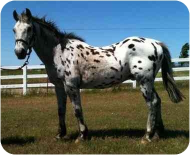 Cupid, from from Oroville, California.
Appaloosa mix Cupid is a sweet senior who is looking for a loving place to retire. He is a love, hence the name, and is already neutered. See link to his info at end of blog post.
